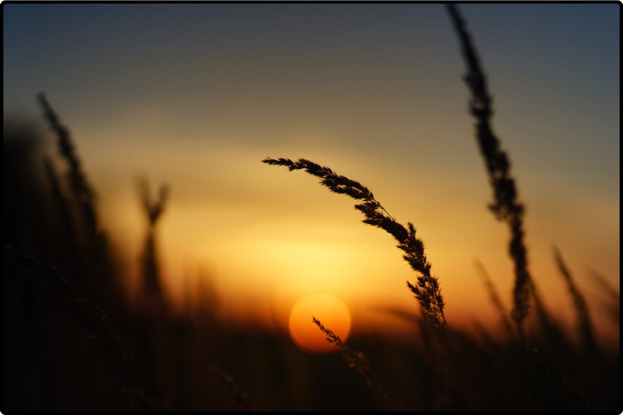 Sunset over a tranquil field, with tall grass gently swaying in the evening breeze